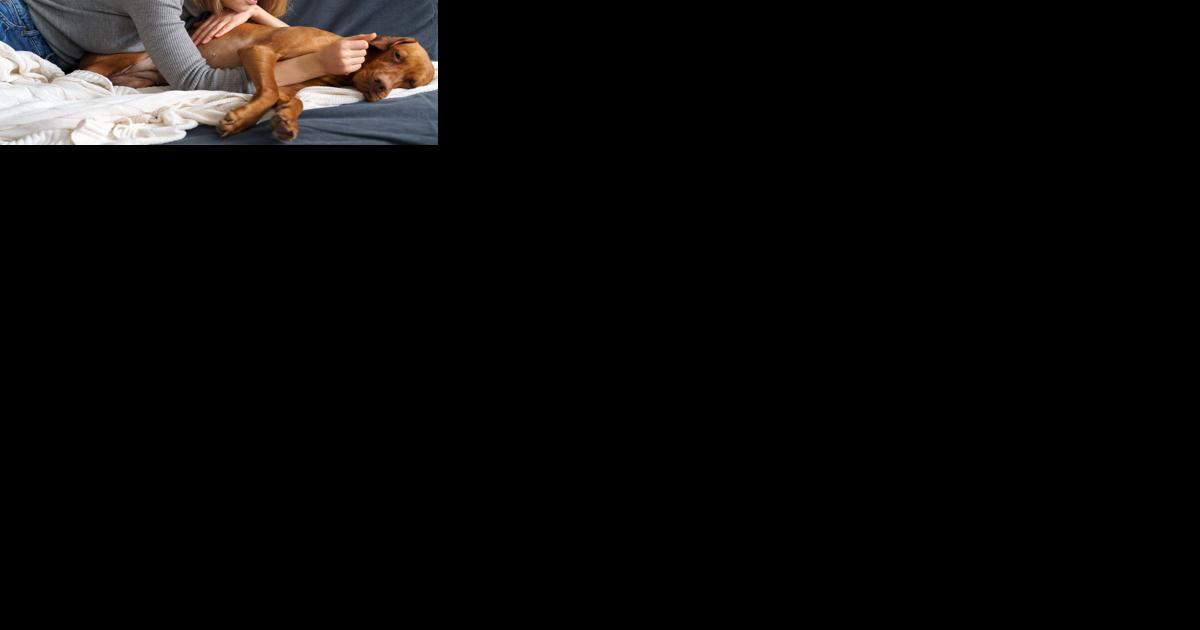 Need to Euthanize Your Pet? Here Are Some Affordable Options - Vimarsana News