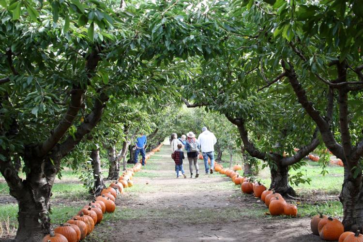 Pumpkins, corn maze, and hayrides Fun traditions continue at Naches