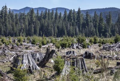 Proposed changes would allow more logging on federal land in Northwest