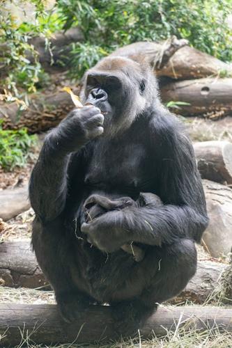 First of 2 pregnant gorillas gives birth at Seattle zoo