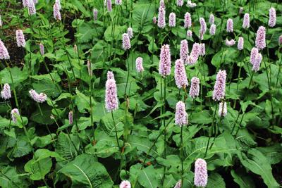 In The Garden These Knotweeds Are Not Weeds To Avoid Home And