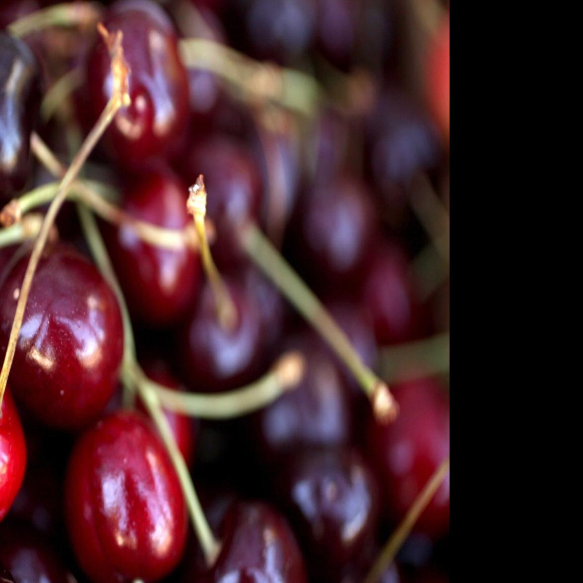 How Bing Cherries Got Their Name in Oregon