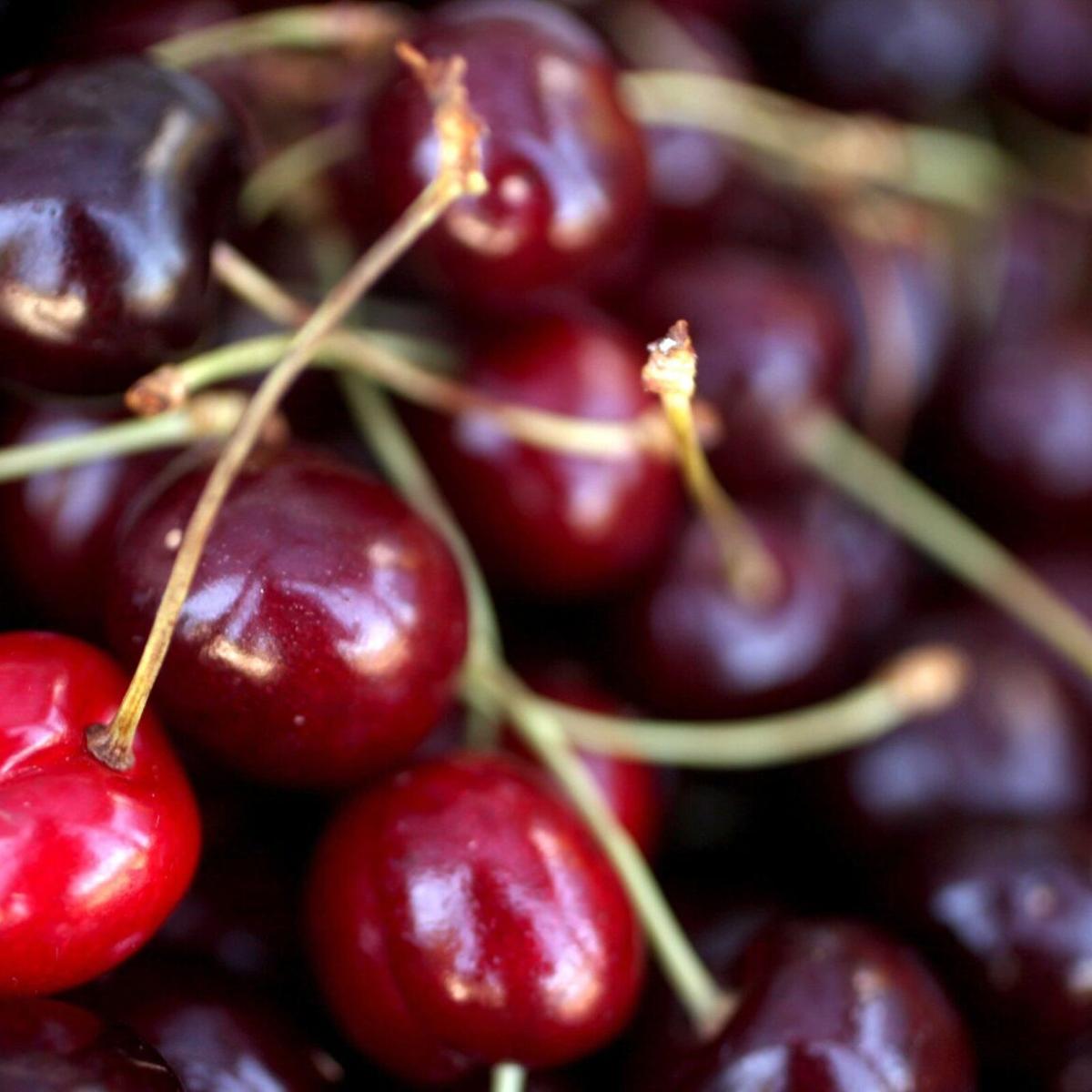 How Bing Cherries Got Their Name in Oregon