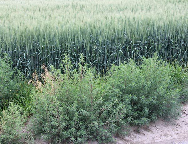 Giant tumbleweed an invasive species that's here to stay – from UC  Riverside – CDFA's Planting Seeds BlogCDFA's Planting Seeds Blog