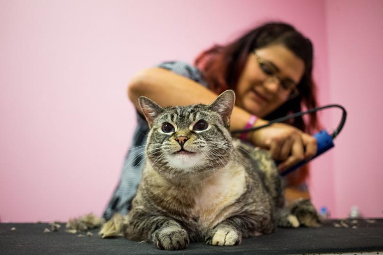 The buying power of pets