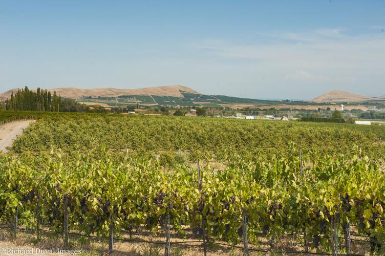 Wine Scene Popularity of Rhônestyle wines continues Explore Yakima