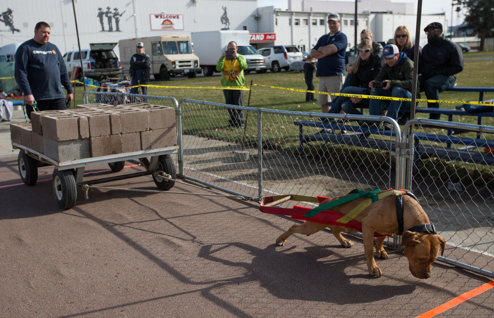 Canine weight clearance pulling