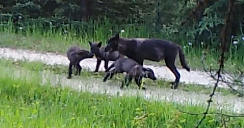 WDFW kills 1 Tucannon wolf; another found dead