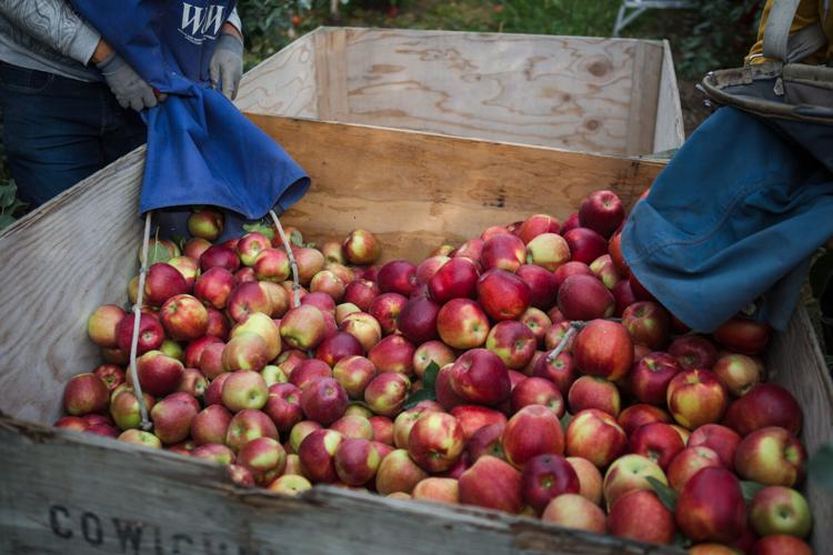 Slice of Yakima: Opal apples out of this world, Local