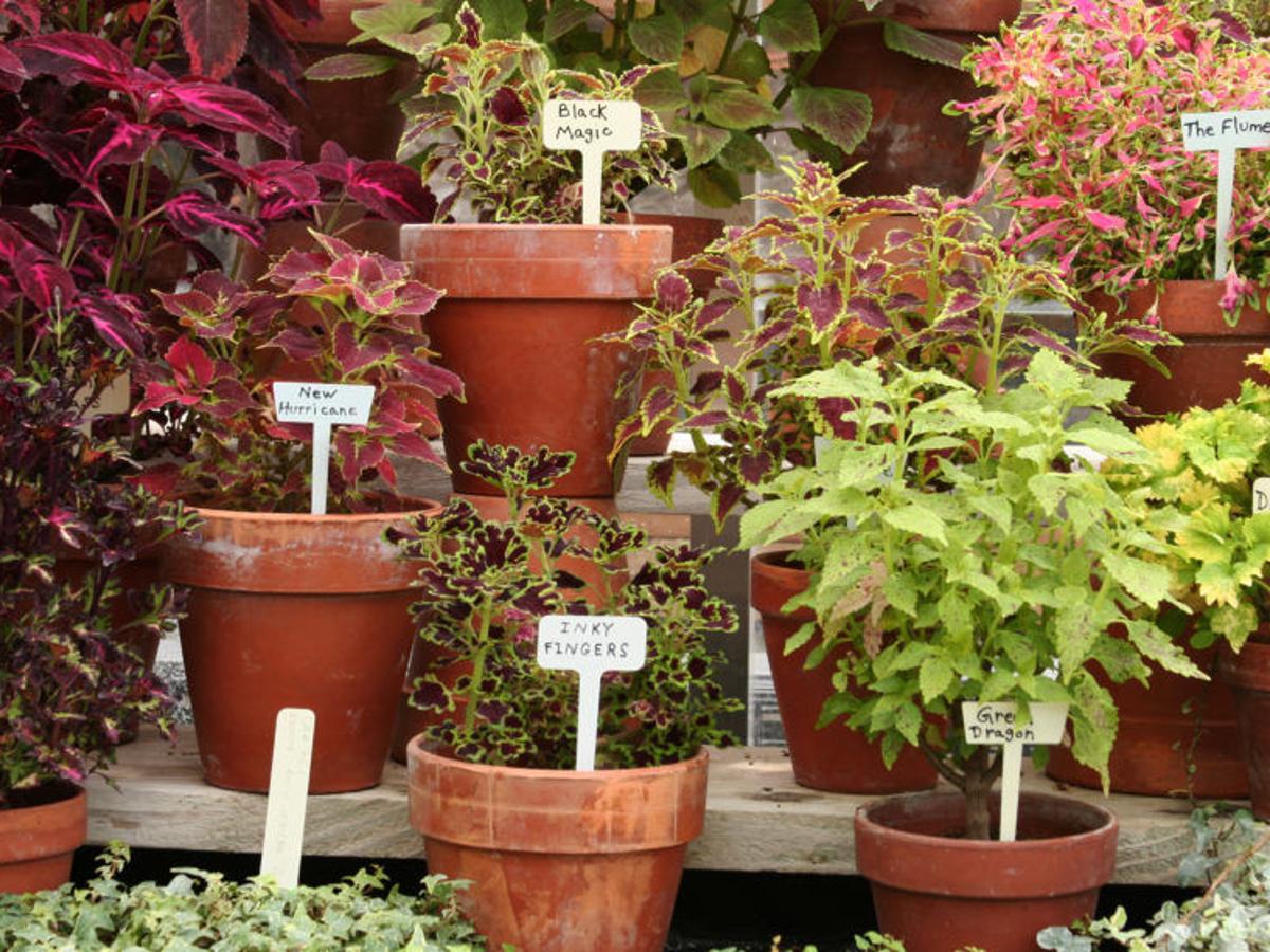 Colorful Coleus Home And Garden Yakimaherald Com