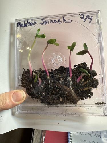 CD case Mini-greenhouse