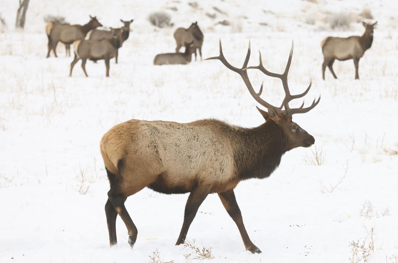 WDFW reports more promising signs for new elk season Outdoors and