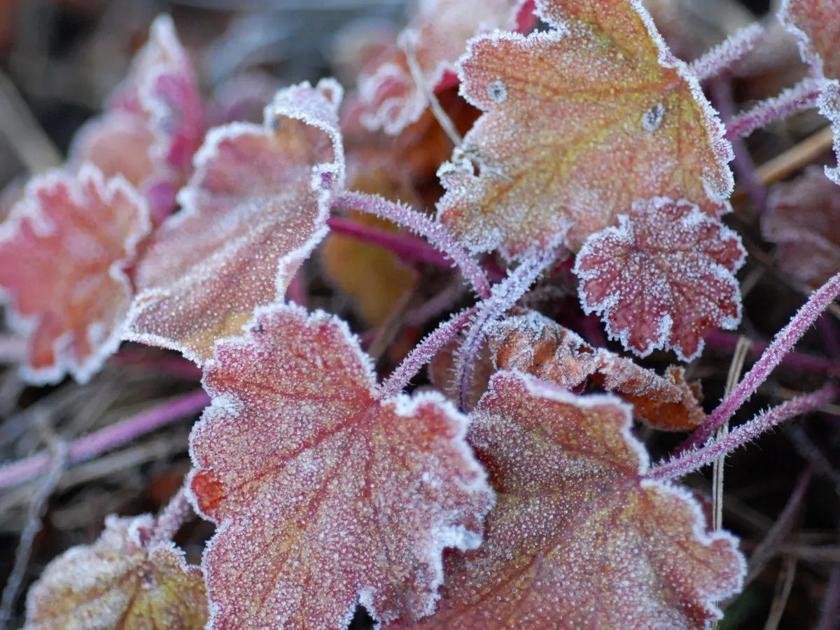 Barany in the Garden: Perennials in the cold | Explore Yakima