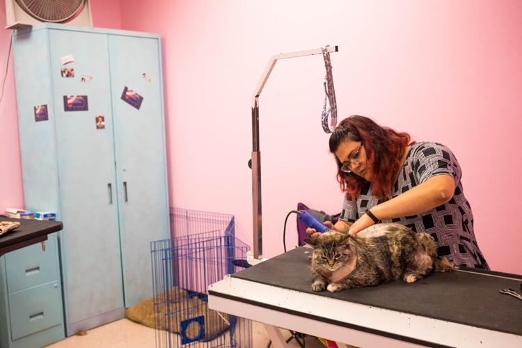 The buying power of pets