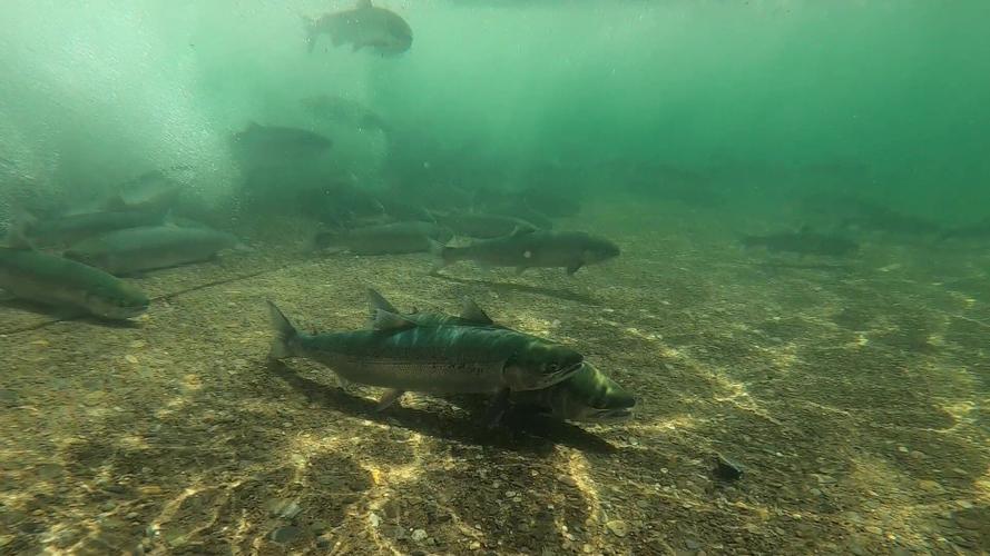 sockeye release slow motion_Moment3.jpg