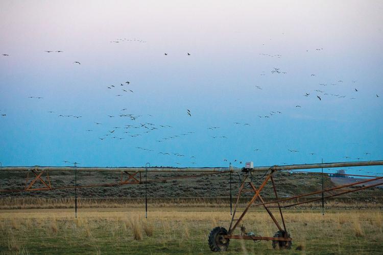 Sandhill cranes return to Othello for 20th annual festival Outdoors and Recreation