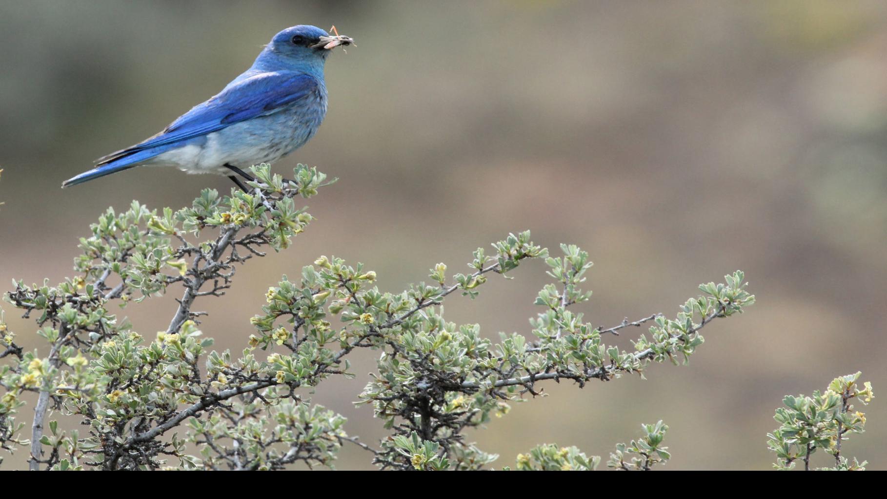 Bluebirds vs. Blue Jays - Not the Same Bird - Nest Hollow