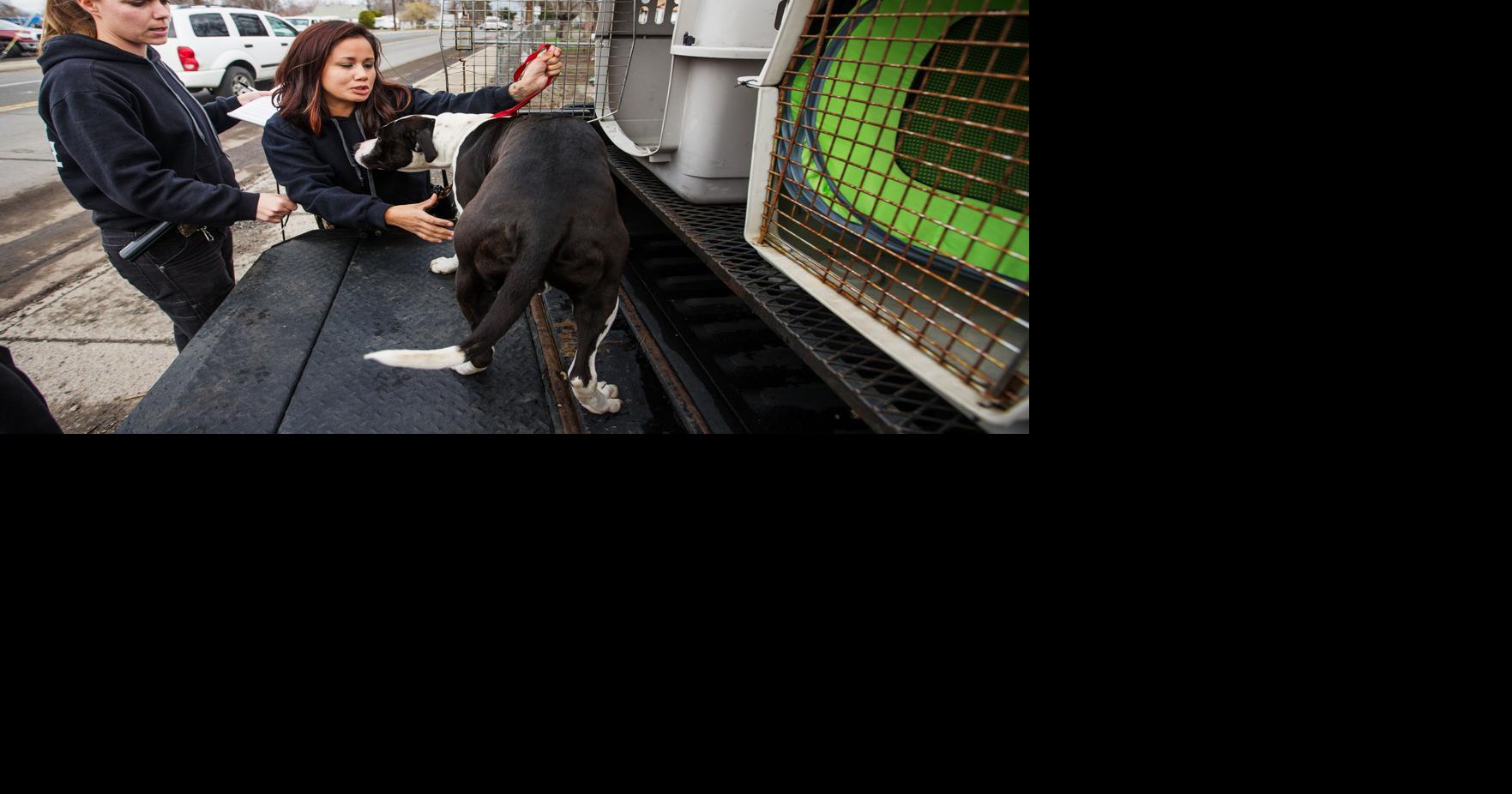 City of Yakima animal control officers work to keep public, pets safe