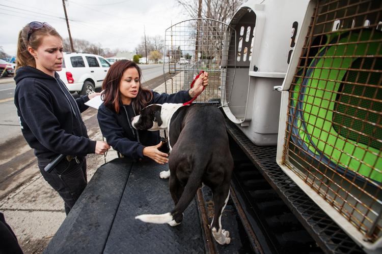 City of Yakima animal control officers work to keep public, pets safe