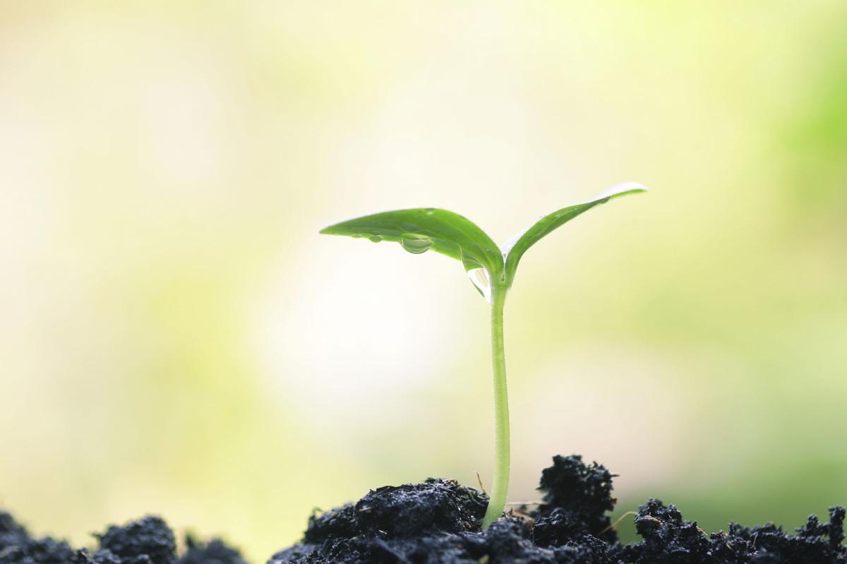 Wallpaper Barany In The Garden Talk To Your Plants And Listen To What HD