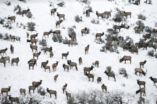 Elk feeding underway at Oak Creek Wildlife Area | Local | yakimaherald.com