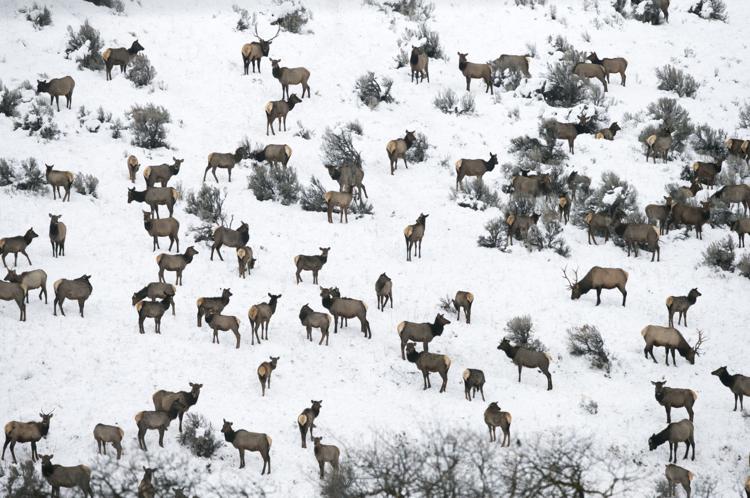 Elk feeding underway at Oak Creek Wildlife Area | Local | yakimaherald.com