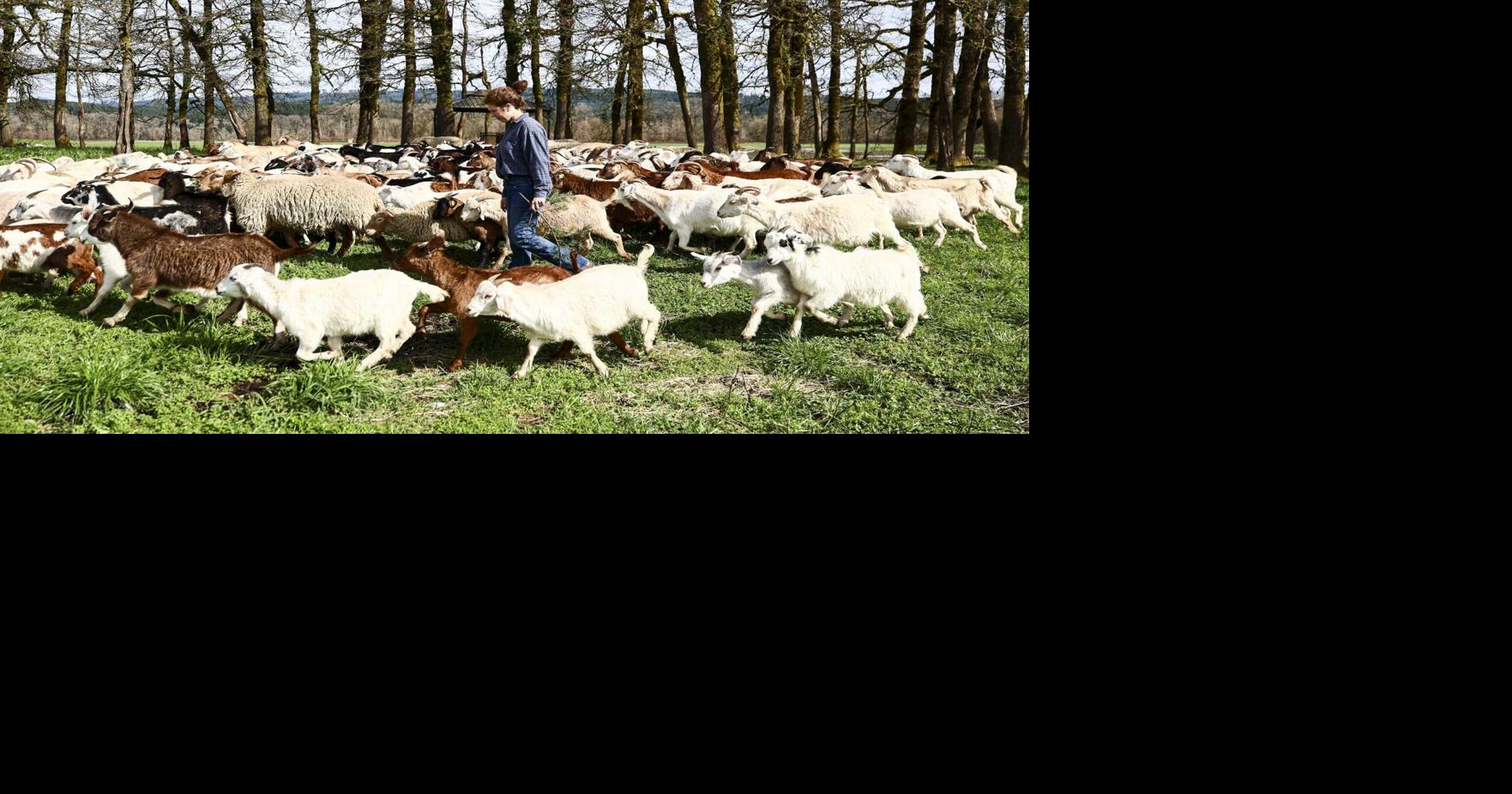 WA turns to goats for affordable, sustainable landscaping