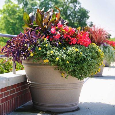 creative air plant holders Air Plant Holders  Safran Everyday