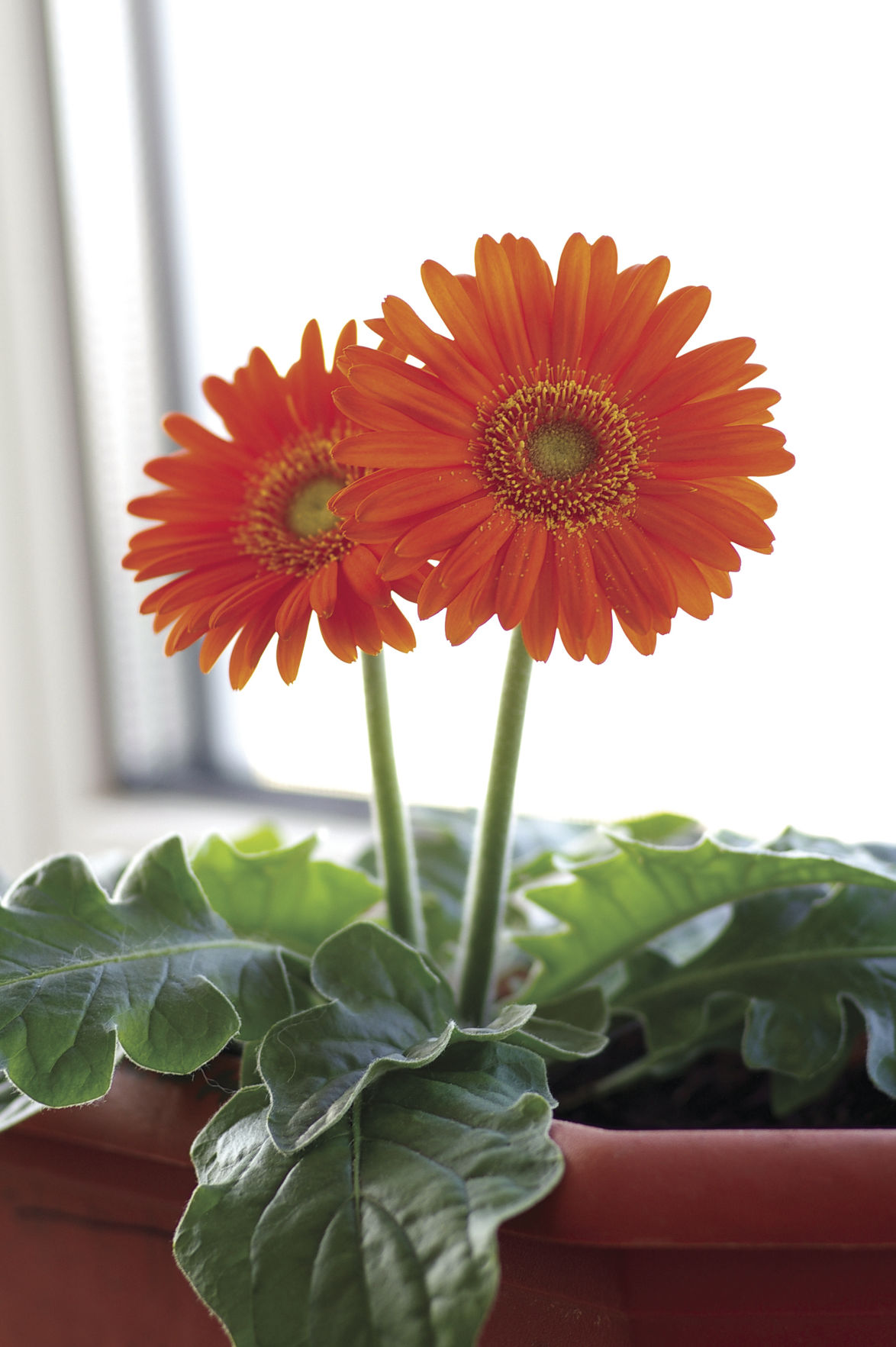 Growing Fresh Air: The Secret Power of Houseplants | Home And Garden |  yakimaherald.com