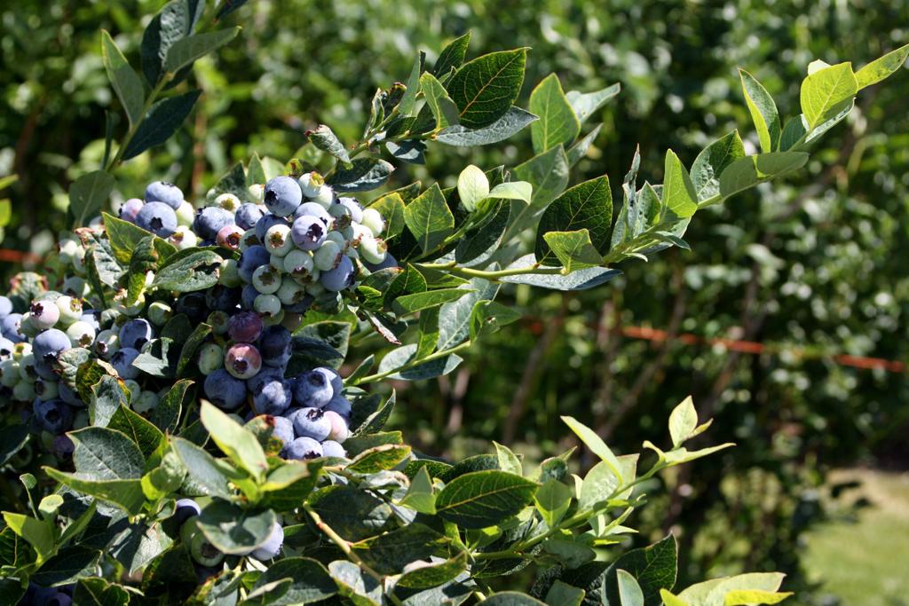 Summer Is The Sweet Harvest Season For Blueberry Growing Couple In Naches News Yakimaherald Com