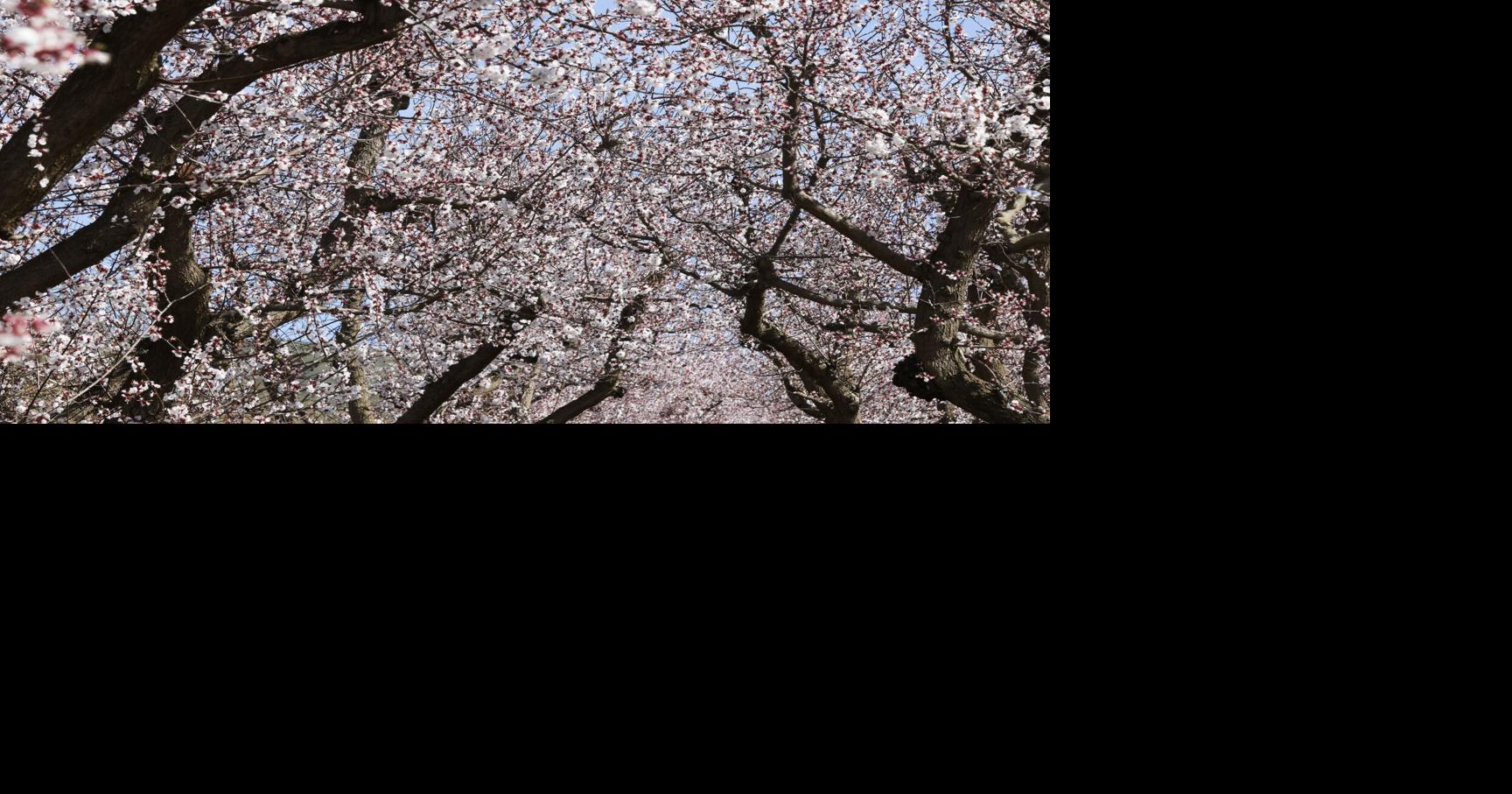 Yakima Valley weekend picks: Blossoms, spring carnival and Quetzal ...