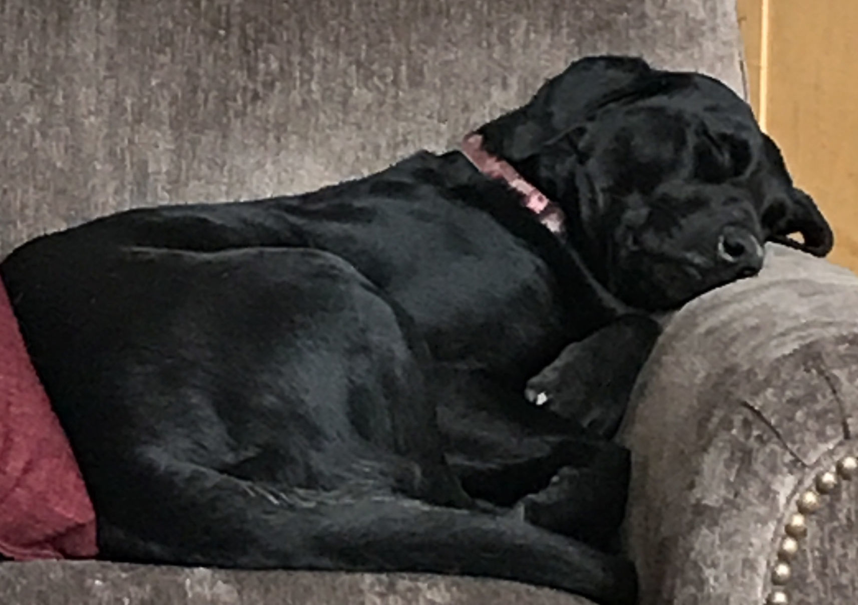 black lab bed sheets