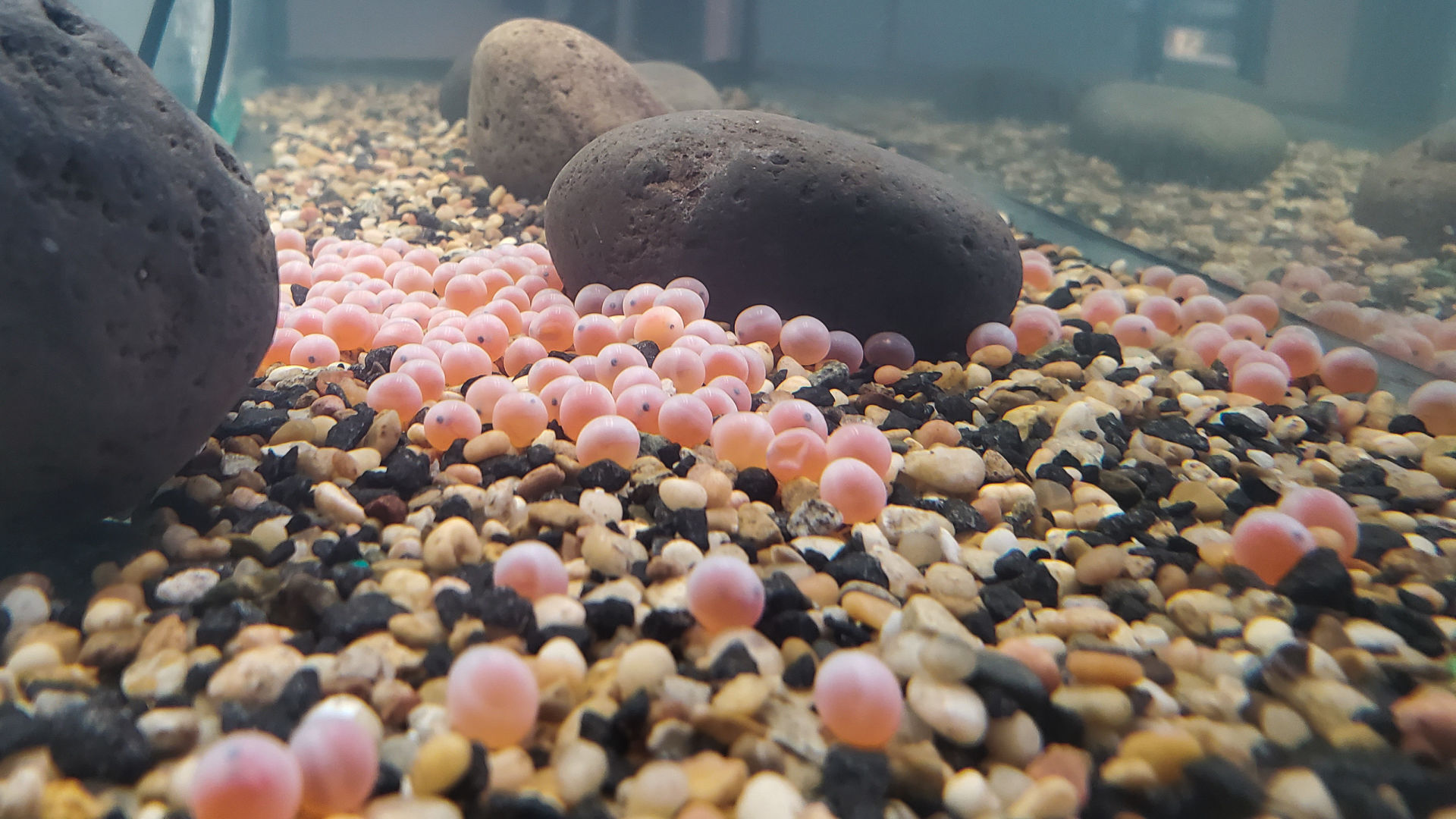 salmon eggs in river