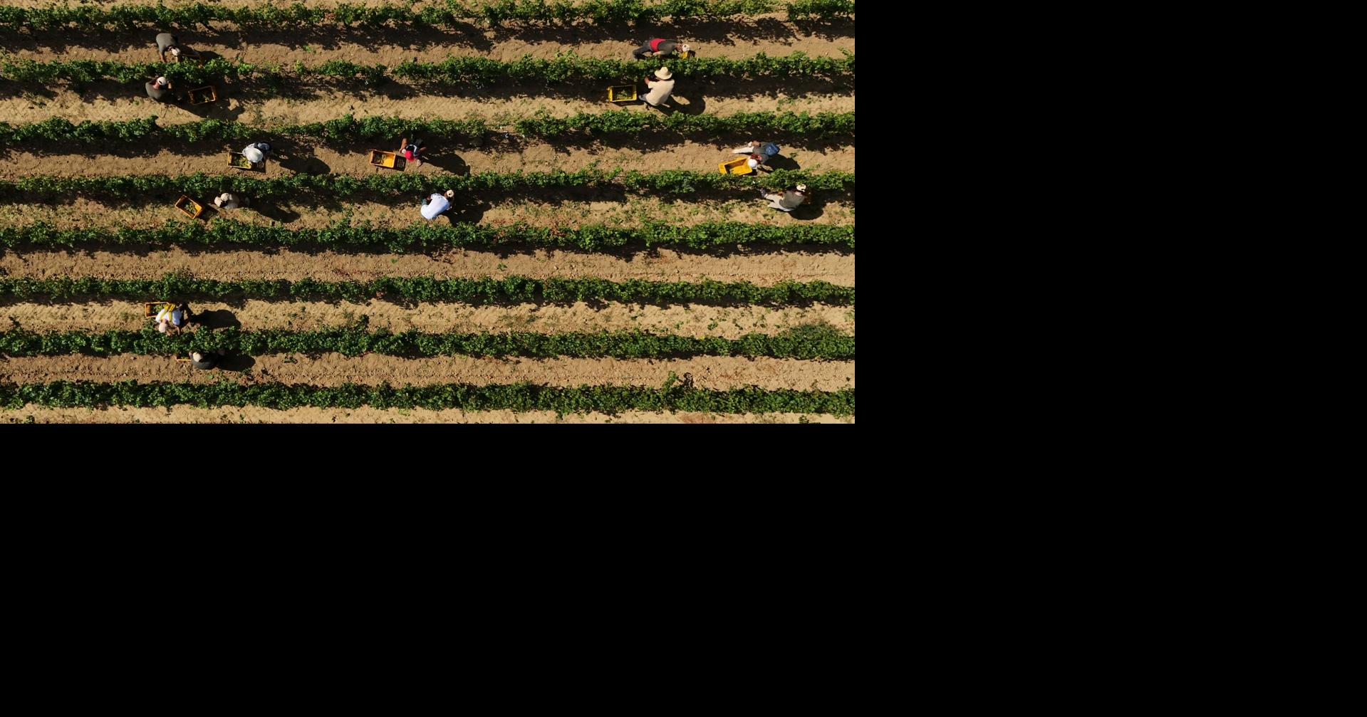 Photos show Italian winemakers harvesting grapes earlier due to extreme heat By ANTONIO CALANNI Associated Press Aug 10, 2026 Aug 10, 2026 Updated 5 mins ago