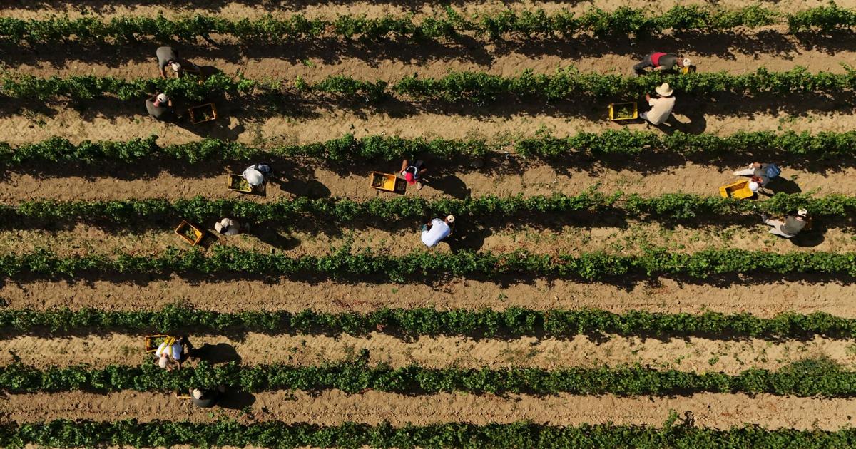 Photos show Italian winemakers harvesting grapes earlier due to extreme heat By ANTONIO CALANNI Associated Press Aug 10, 2026 Aug 10, 2026 Updated 5 mins ago