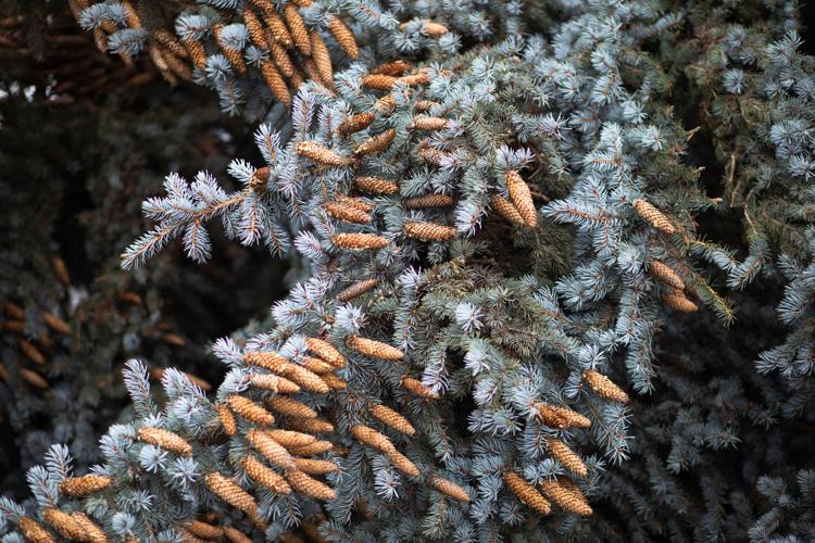 PHOTOS 2021 Yakima community Christmas tree Photos and Videos