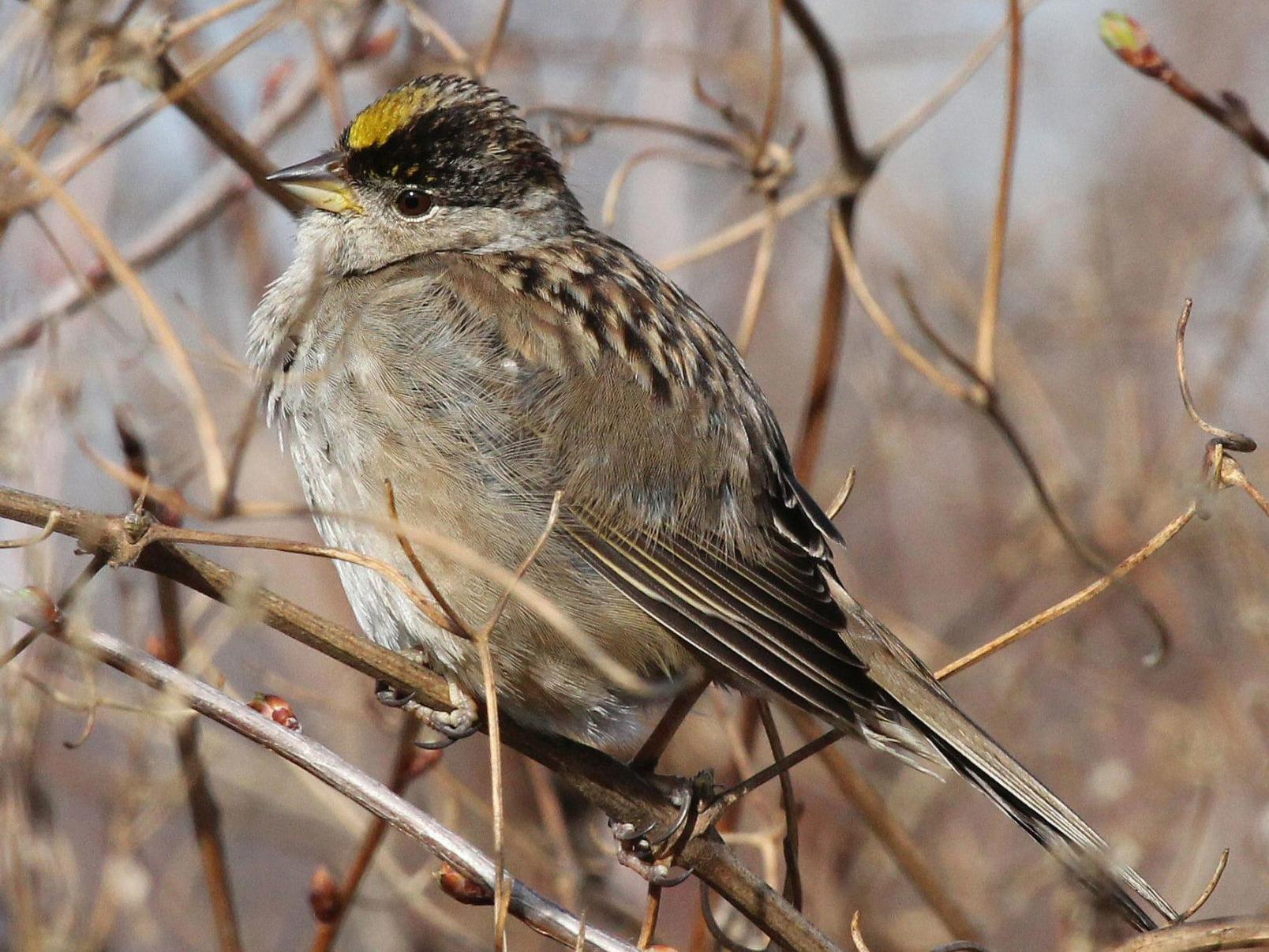 Wildlife Moment The Golden Crowned Sparrow Is The Winter Visitor From The North Outdoors And Recreation Yakimaherald Com