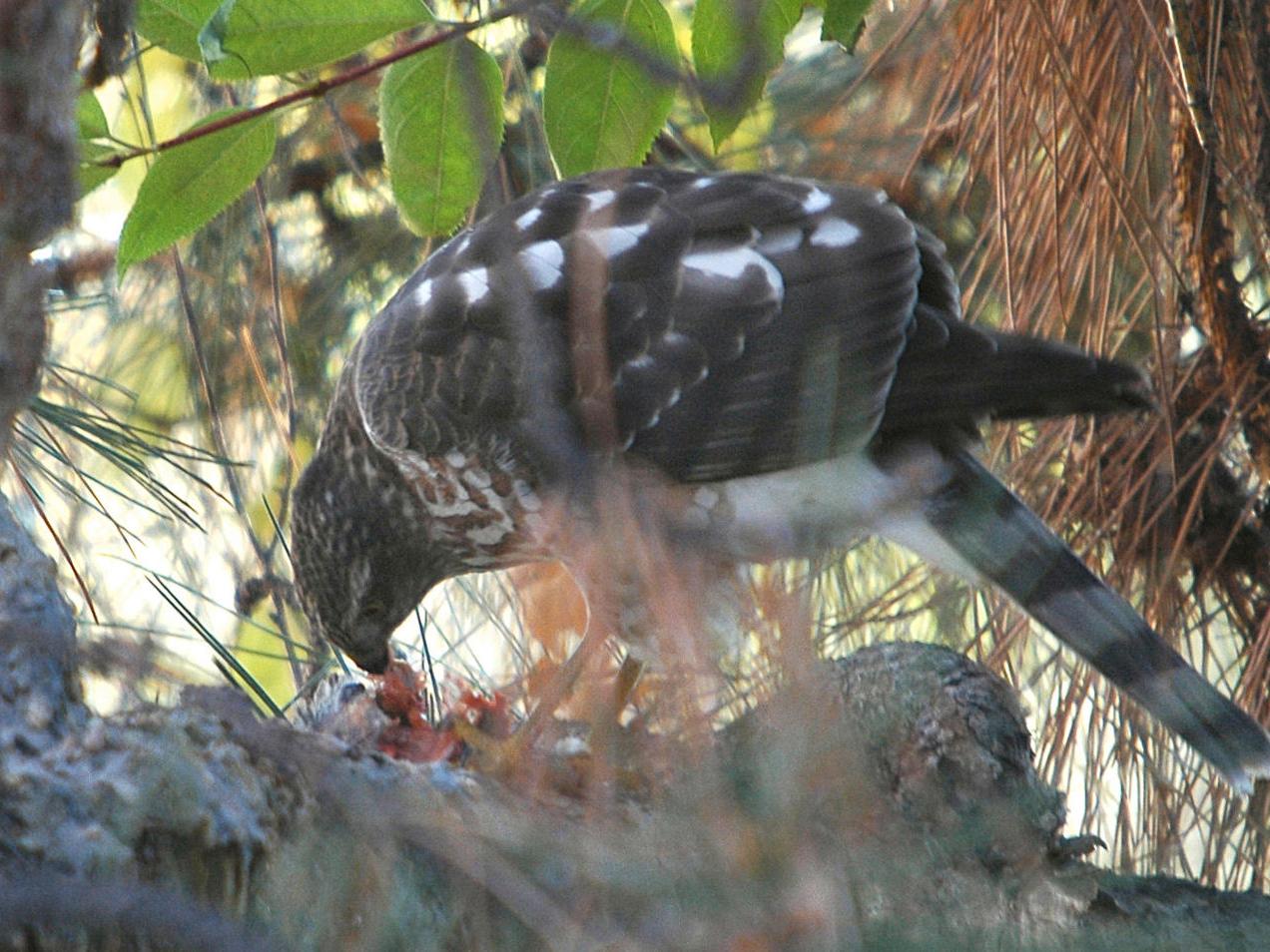 Cooper S Hawks Becoming A Common Sight Again Outdoors And Recreation Yakimaherald Com