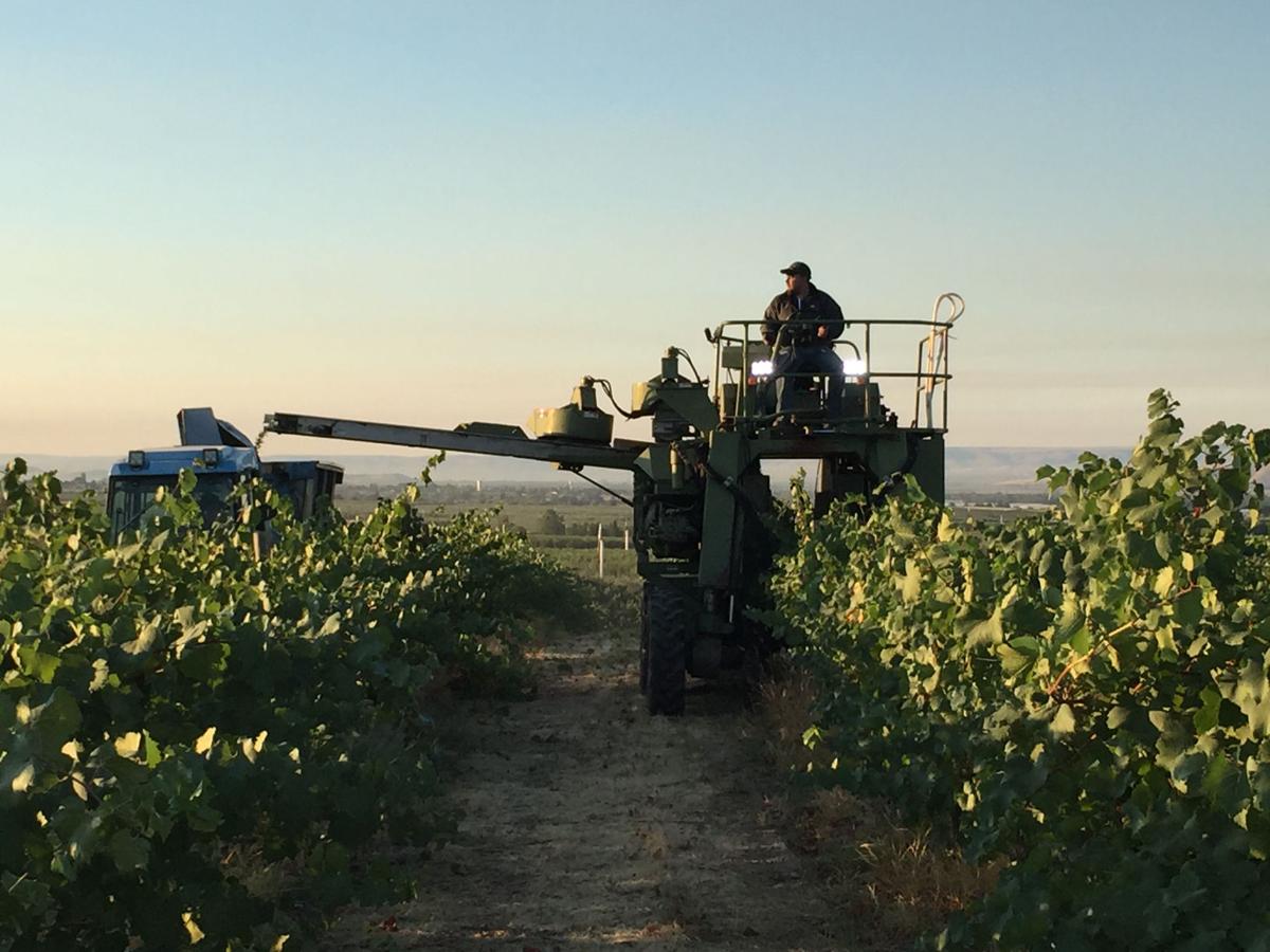 Historically early wine grape harvest begins in Washington Historically early wine grape harvest begins in Washington