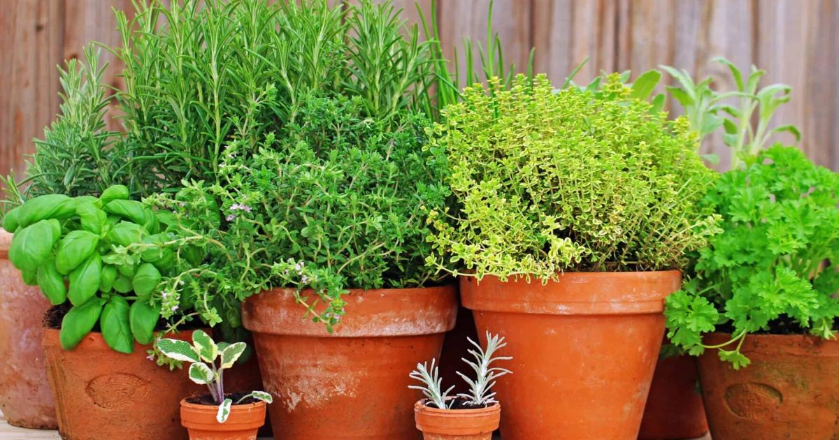 Barany in the Garden: Don't buy herbs at the store -- grow them!