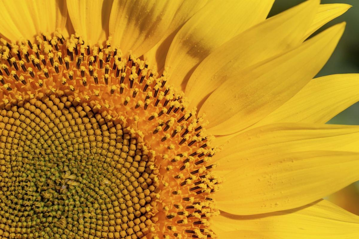 In the Garden Behold the mighty sunflower Home And Garden