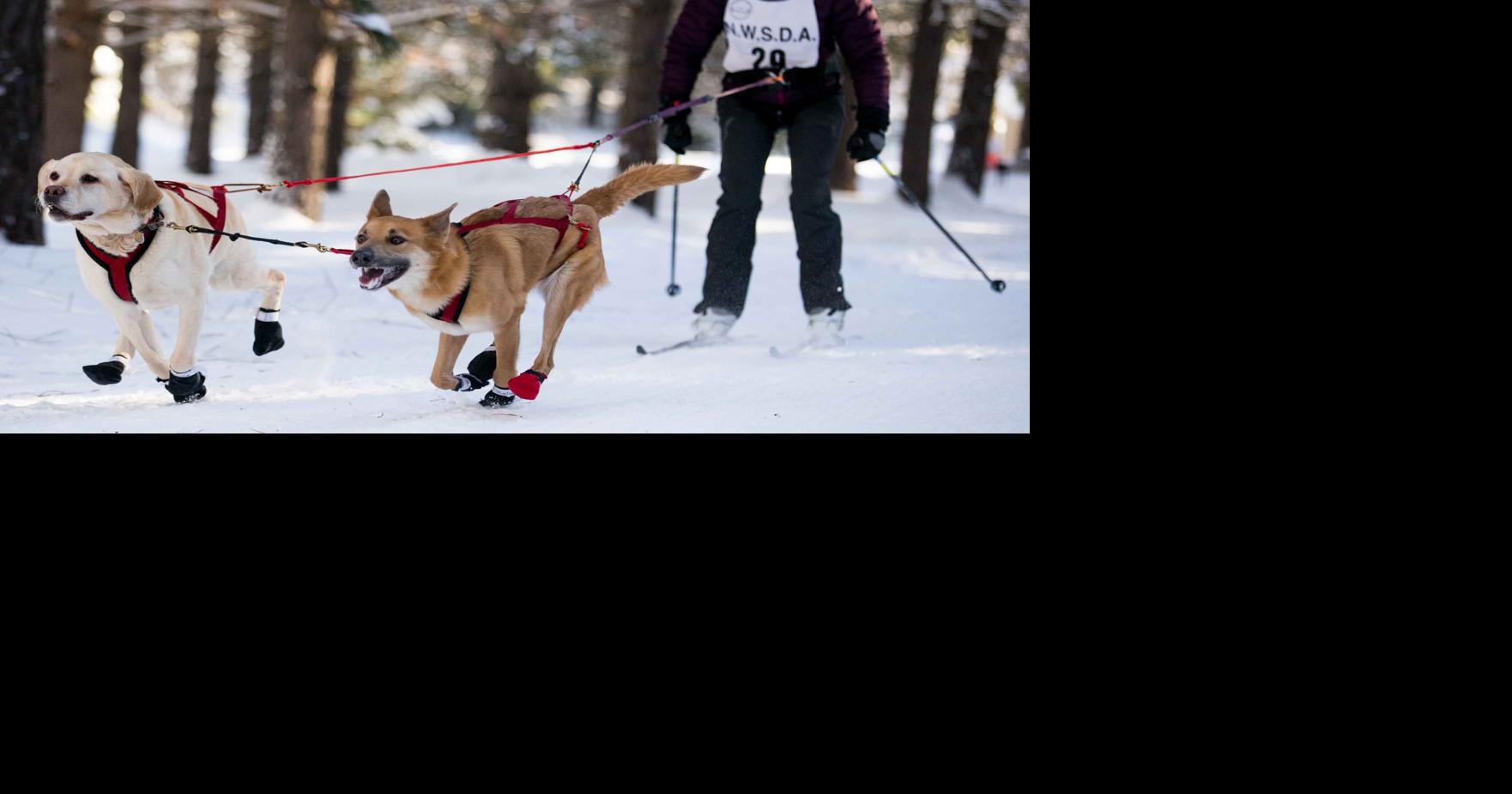 Photos Sled dog race in Cle Elum News Photos