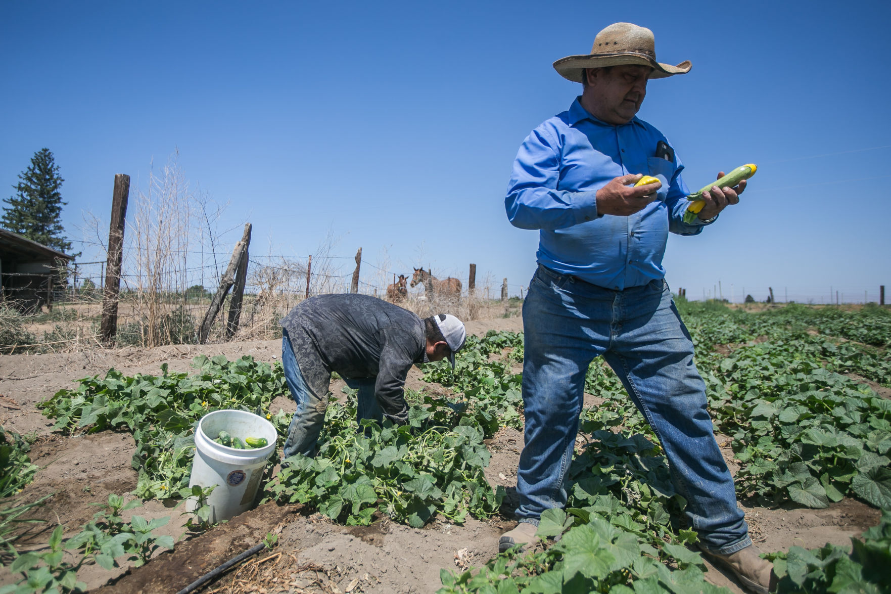 Small farmers face labor shortages in the Yakima Valley Local