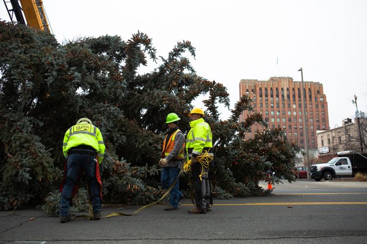 Search is on for community Christmas tree in Yakima Local