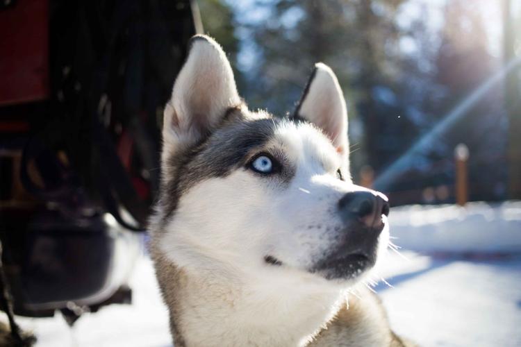 Photos Sled dog race in Cle Elum News Photos
