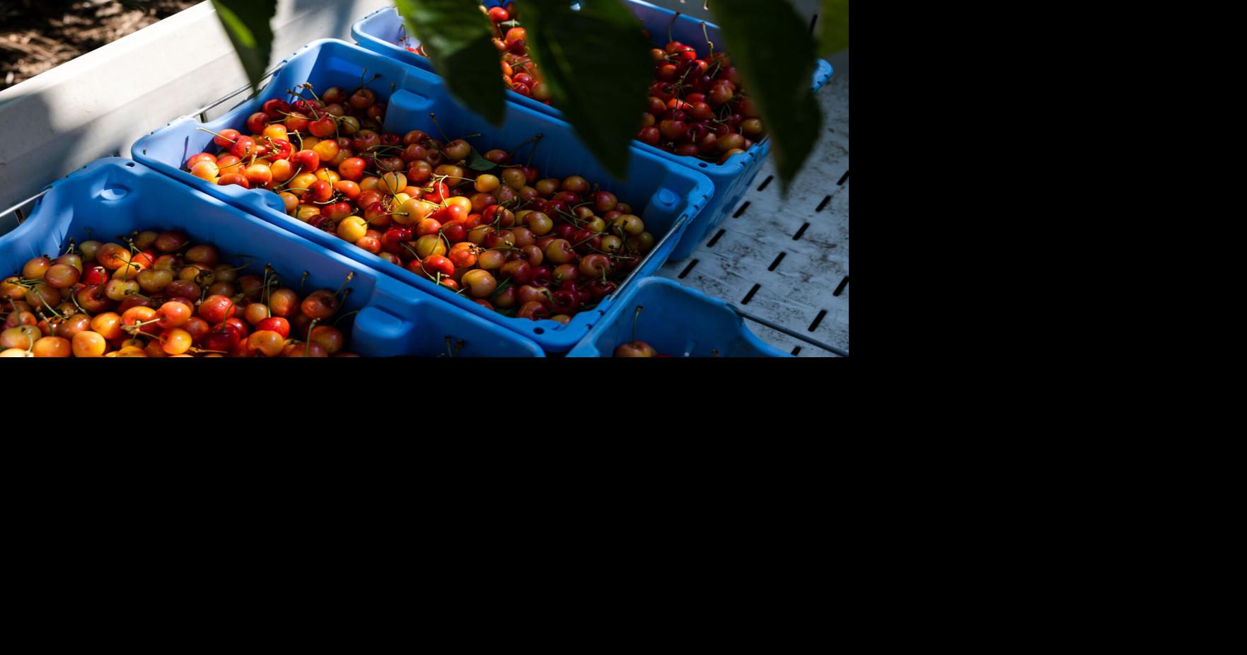 Cherry harvest at Barrett Orchards