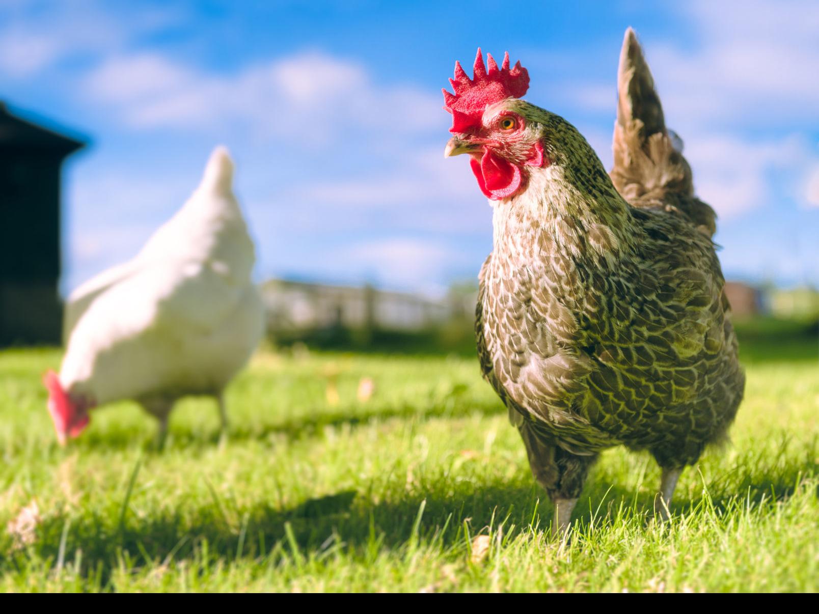 So You Want To Raise Backyard Chickens Home And Garden