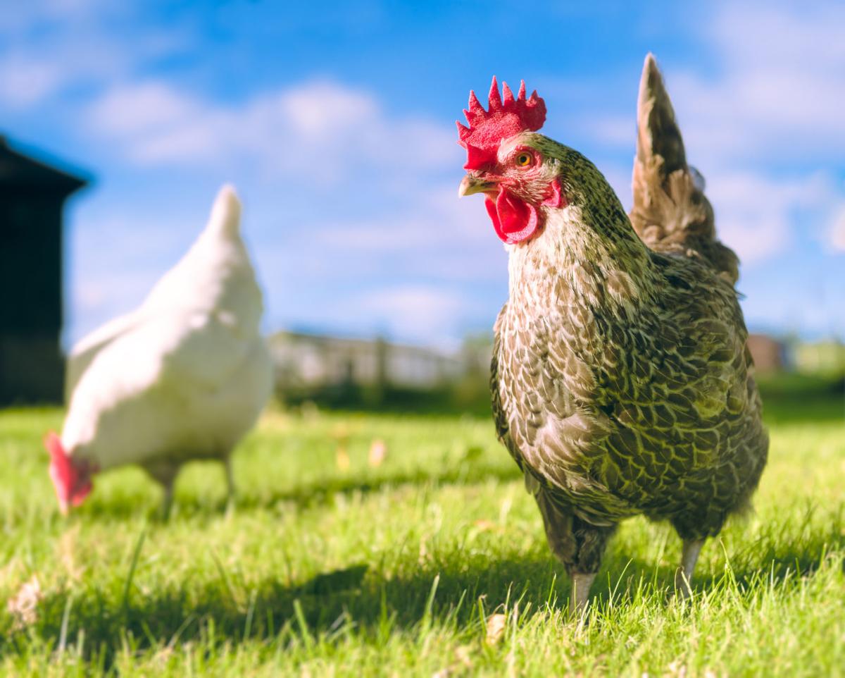 So You Want To Raise Backyard Chickens Home And Garden