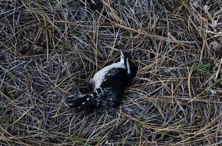 Wildlife officials looking to identify man in connection with Rimrock