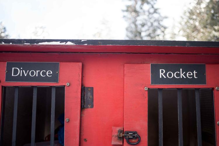 Photos Sled dog race in Cle Elum News Photos